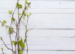 Tischsetmacher.de Tischset I Platzset "Frühlingszweige Auf Weißem Holztisch" 12 Stück Aus Papier