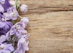 Tischsetmacher.de Tischset I Platzset "Lila Blümchen Auf Holzhintergrund" 12 Stück Aus Papier