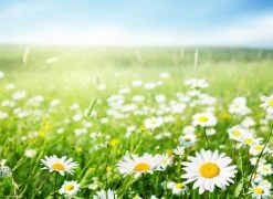 Tischsetmacher.de Tischset I Platzset "Margeritenwiese Im Frühling" 12 Stück Aus Papier 44x32