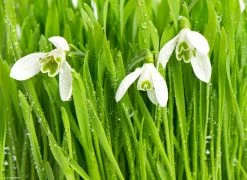 Tischsetmacher.de Tischset I Platzset "Schneeglöckchen Mit Tautropfen" 12 Stück Aus Papier 44x32