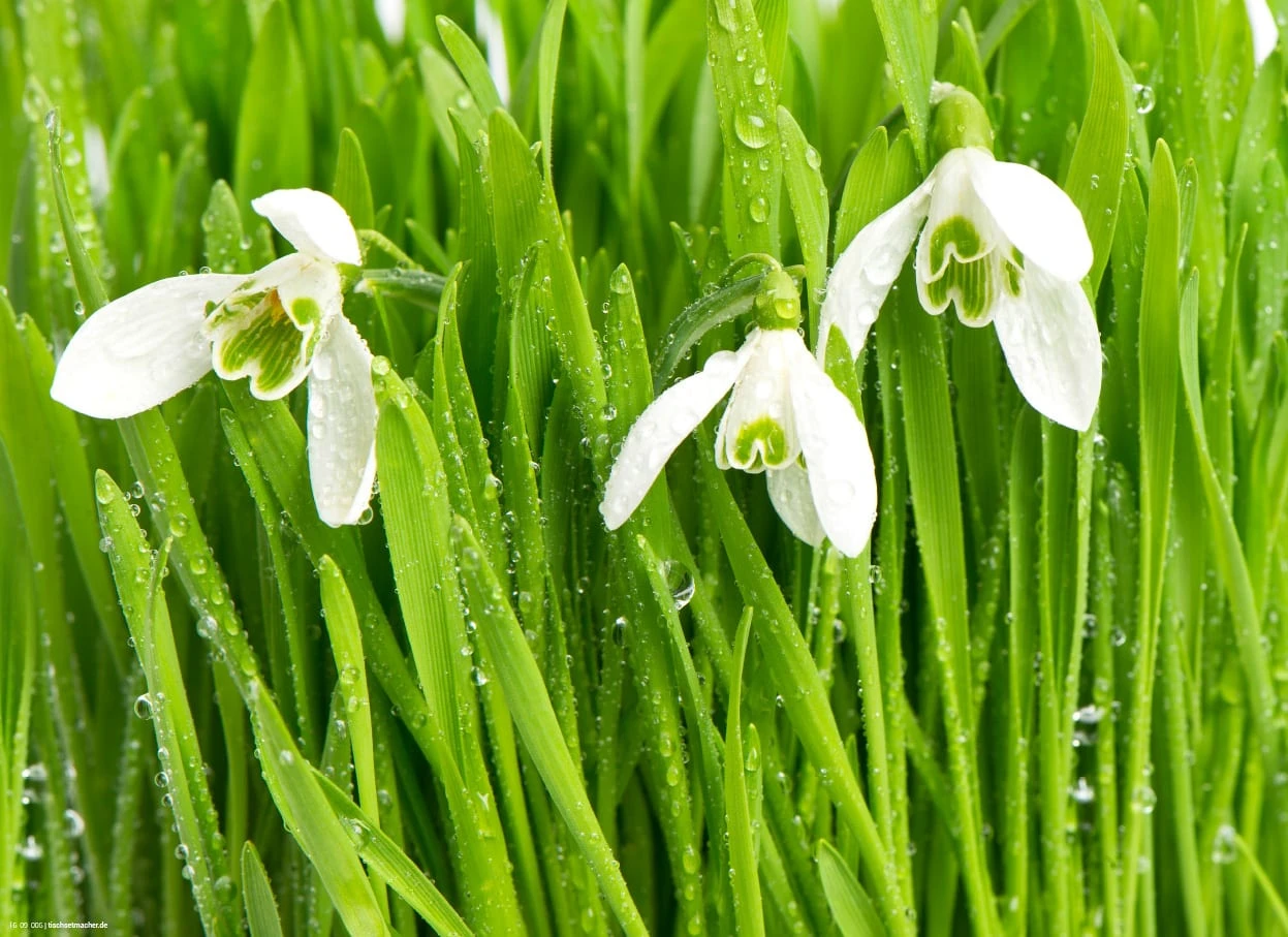 Tischsetmacher.de Tischset I Platzset "Schneeglöckchen Mit Tautropfen" 12 Stück Aus Papier 44x32