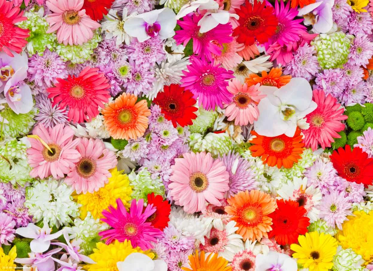 Tischsetmacher.de Tischsets I Platzsets "Buntes Schönes Blumenmeer" (L)32 X (B)44