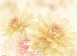 Tischsetmacher.de Tischsets I Platzsets "Gelbe Dahlien" (L)32 X (B)44