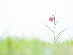 Tischsetmacher.de Tischsets I Platzsets "Pinkes Blümchen" (L)30 X (B)40